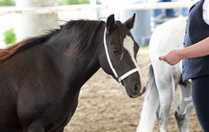 Supreme Champion Welsh: Applevalley Lychee