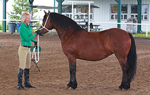 Supreme Champion Welsh: Stonecountry's Primrose