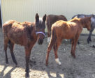 abuse Investigators discovered neglected horses starving on the property being rented by SpeedSport Stables.