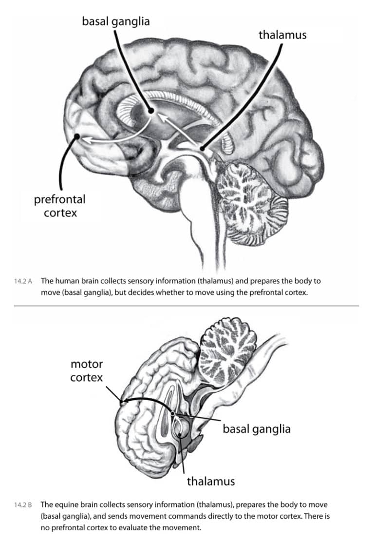 Horse Brain, Human Brain: Understanding Indoor Arena Behaviour