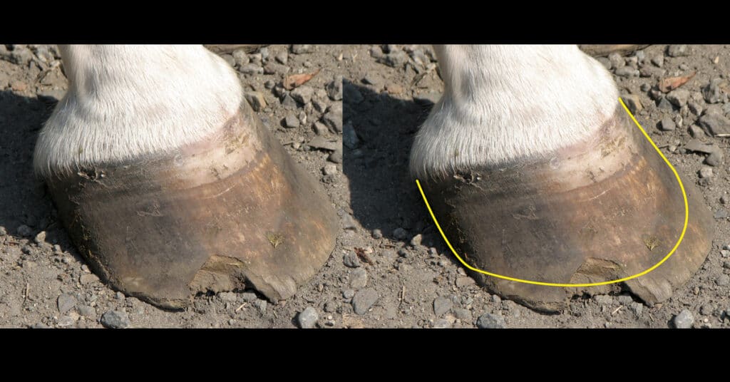 How to Prevent Your Horse's Bare Hooves From Chipping