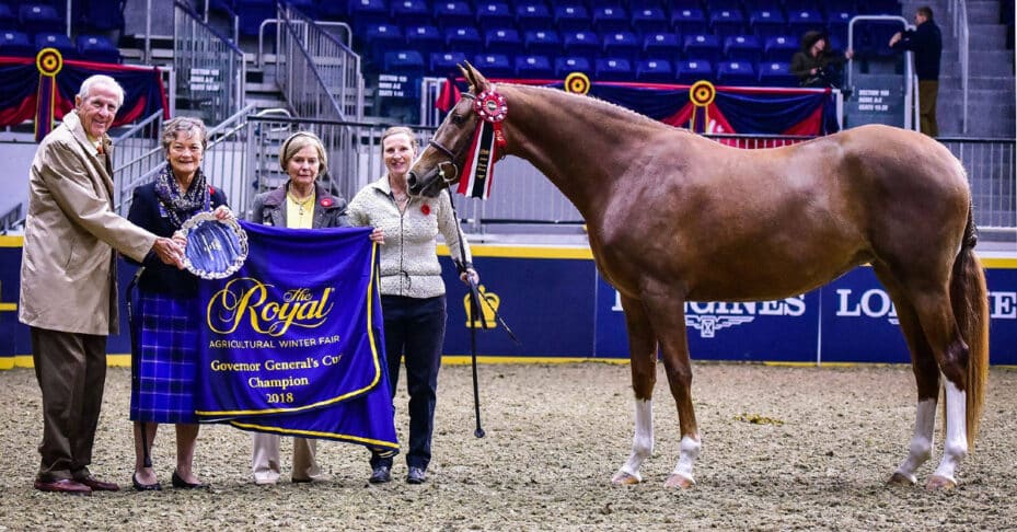 Warmblood Breeding - A Resource For North American Breeders