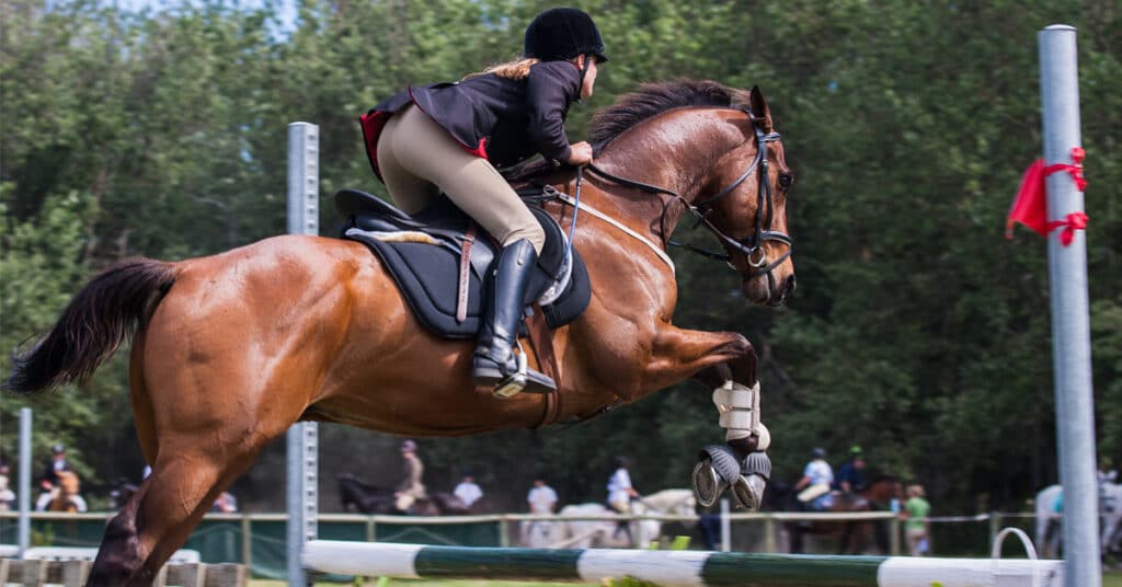 Major Equestrian Events 2024 What You Should Know
