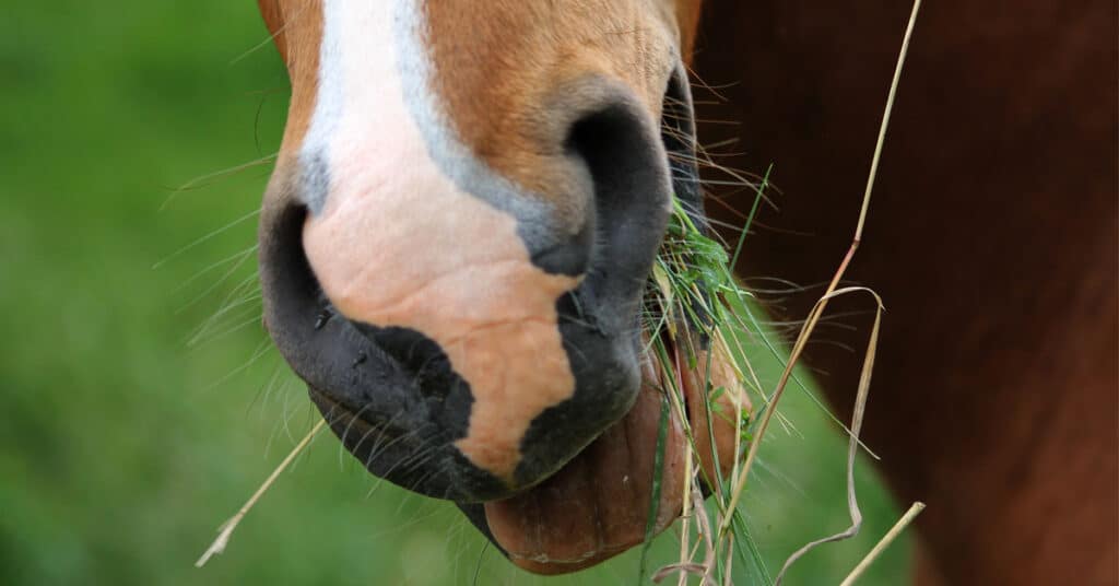 Feeding Horses With Dental Problems