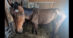 An emaciated bay horse.