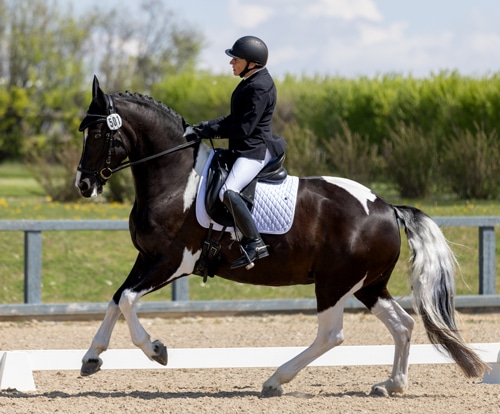 A woman doing a dressage test on a paint horse.