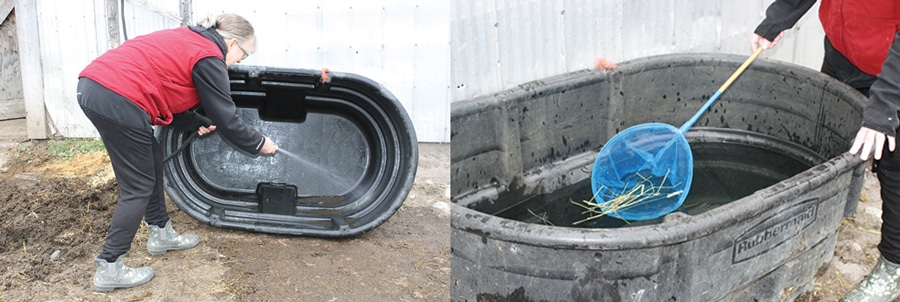 A woman hosing out a trough; a woman using a fish net to scoop up debris.