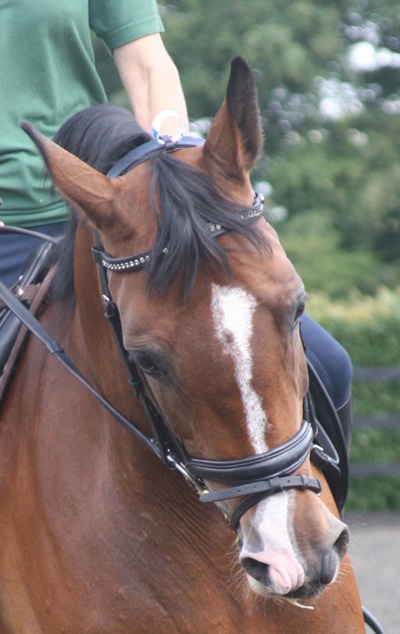 A ridden horse tilting his head.