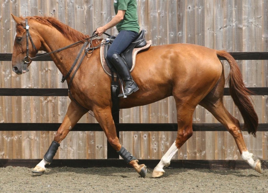 A chestnut horse trotting comfortably.
