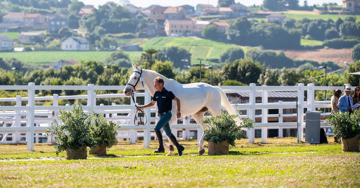A man jogging a grey horse in Spain.
