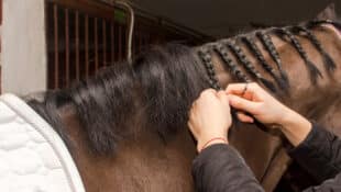 A groom braiding a horse's mane.