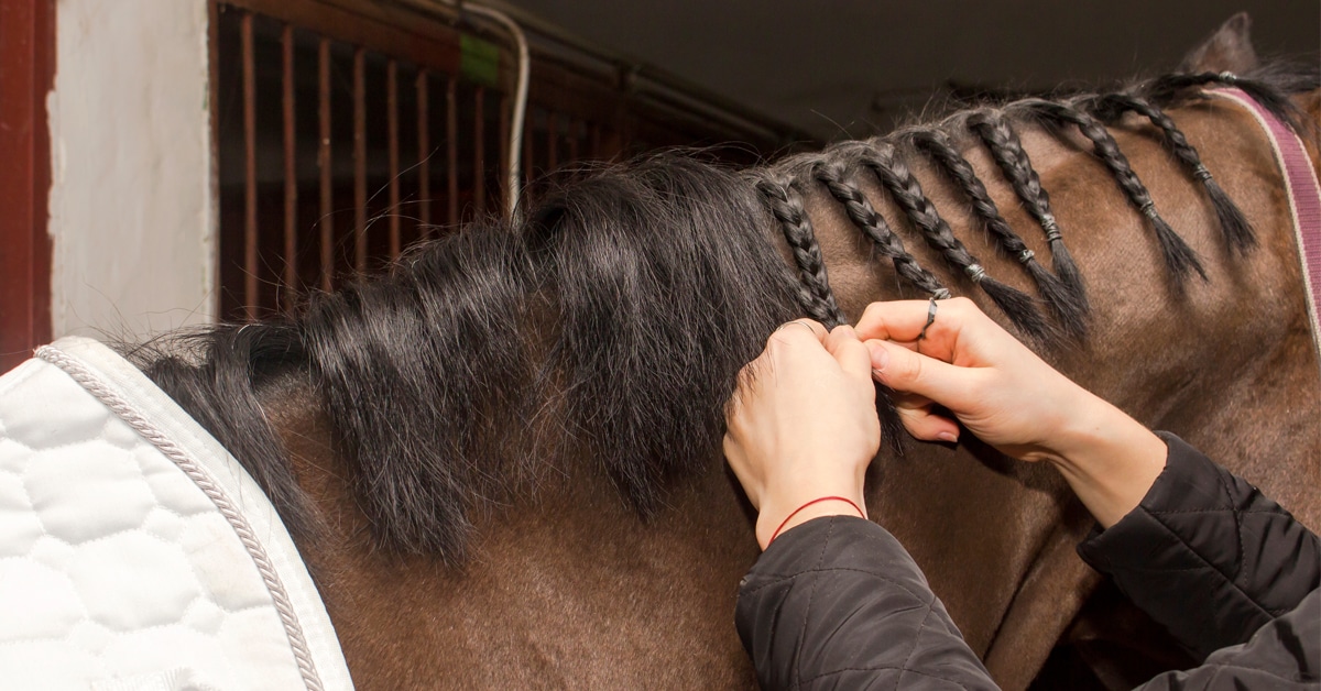 A groom braiding a horse's mane.