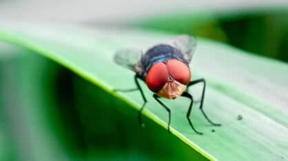 A fly on a leaf.
