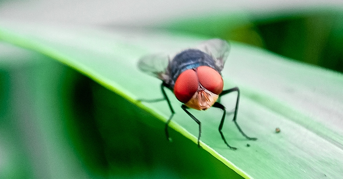 A fly on a leaf.