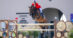 A man jumping a bay horse over a fence in Spain.
