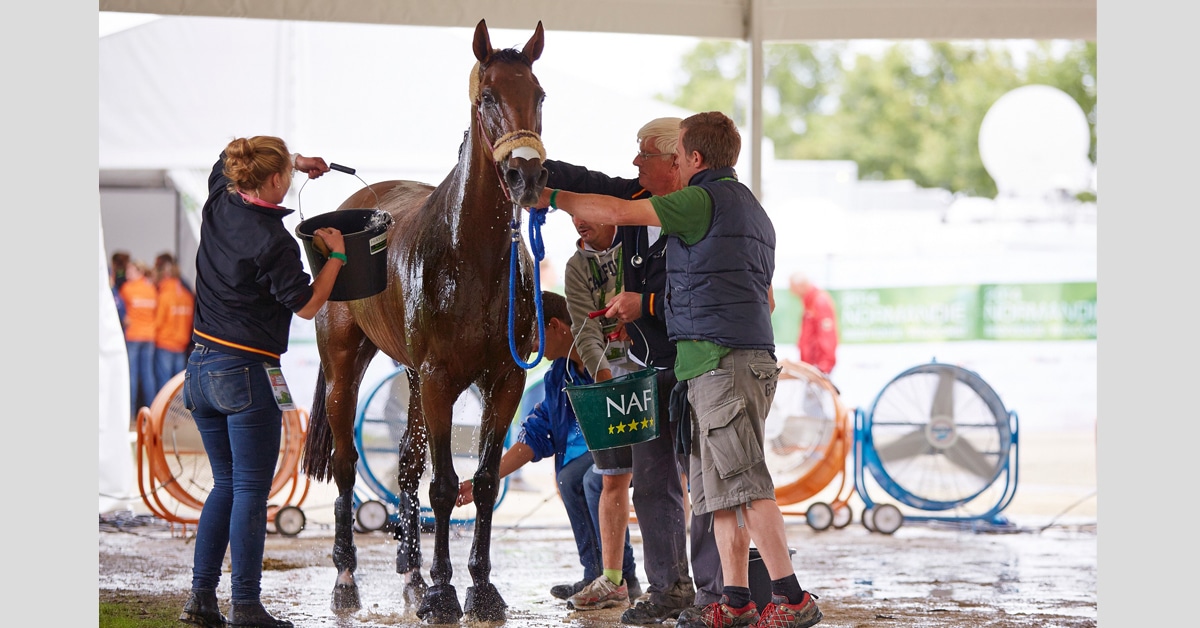 Grooms cooling a horse down with water.