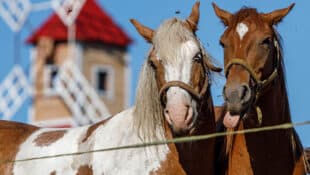 Two horses surrounded by flies.