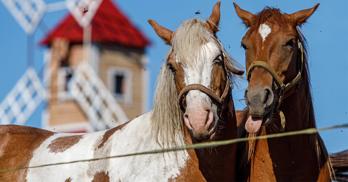 Two horses surrounded by flies.