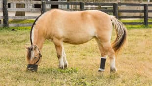 An overweight horse in a field with a grazing muzzle.