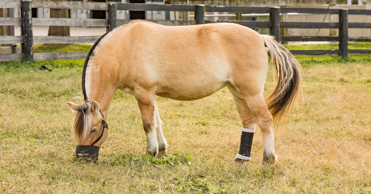 An overweight horse in a field with a grazing muzzle.
