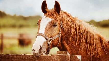 A chestnut horse chewing on a wooden fence rail.