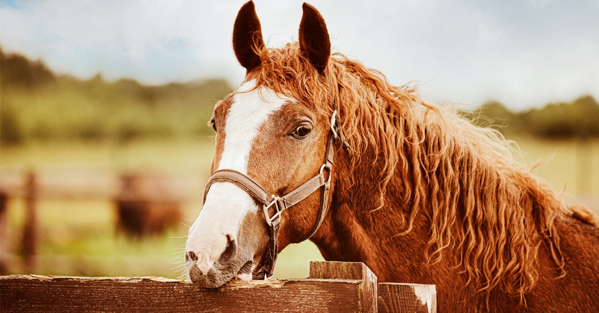 A chestnut horse chewing on a wooden fence rail.