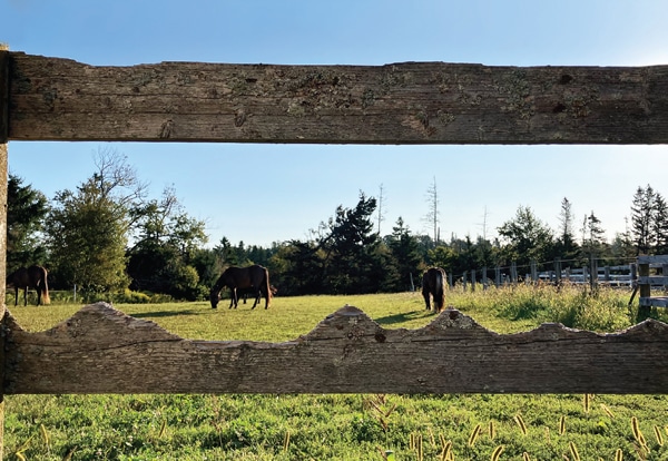 Horses in a paddock with a chewed wooden fence.