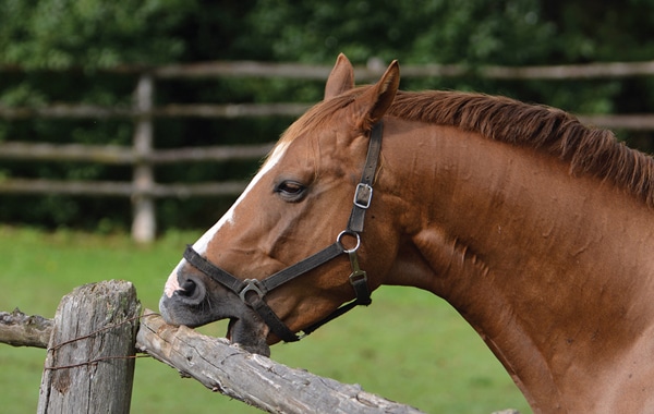 A chestnut horse cribbing on a fence.