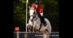 A woman jumping a grey horse over a fence in Michigan.