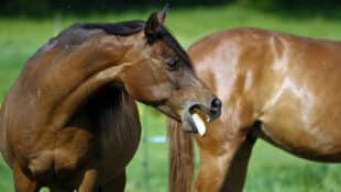 A bay horse coughing in a field.