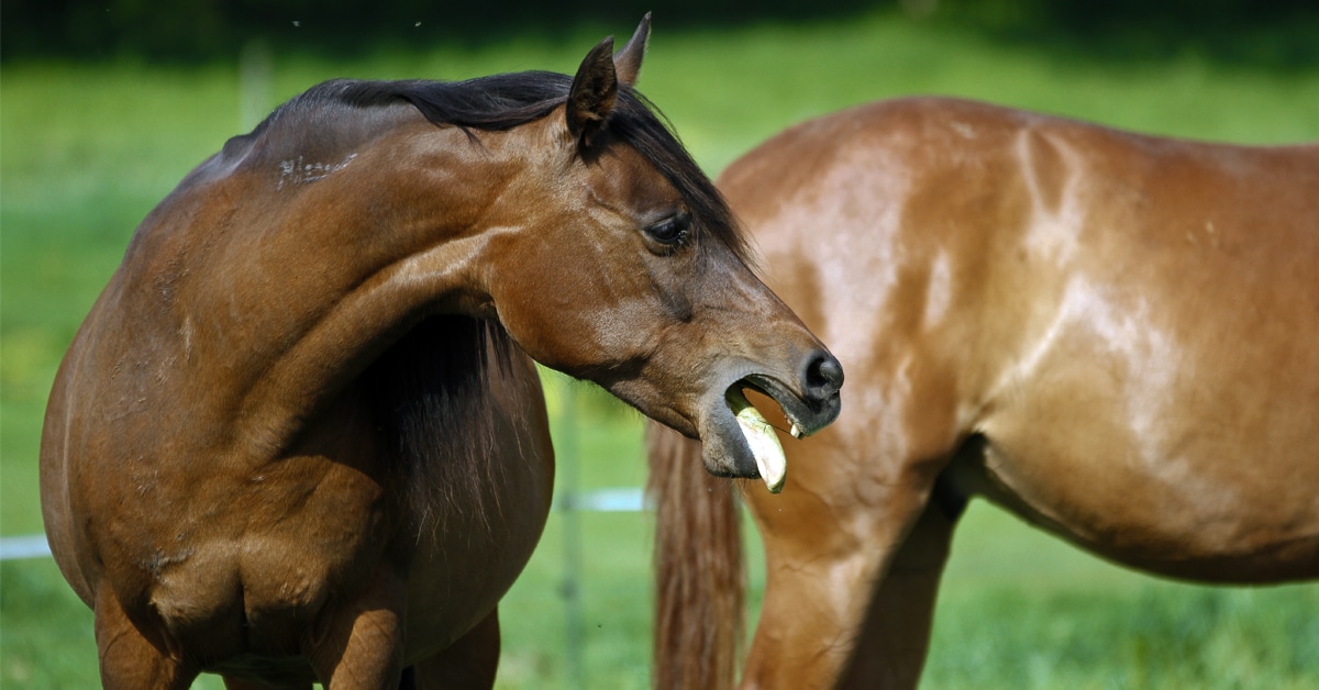 A bay horse coughing in a field.