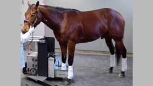 A horse standing in a PET scanner.