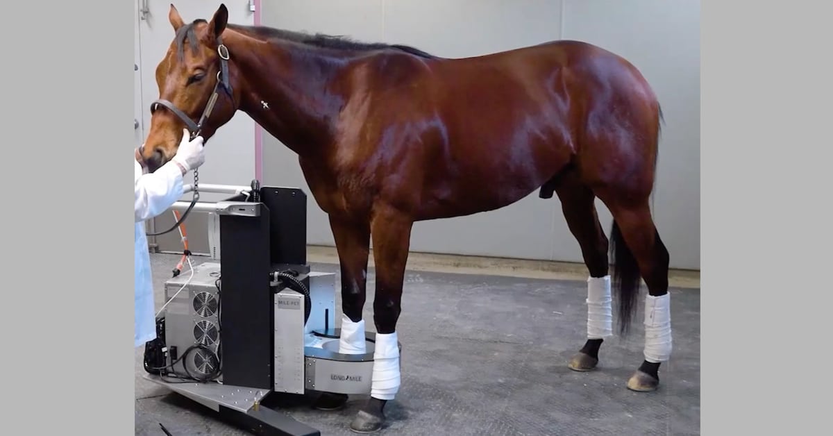 A horse standing in a PET scanner.