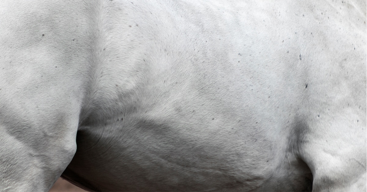 Close=up of a grey horse's belly and flank.