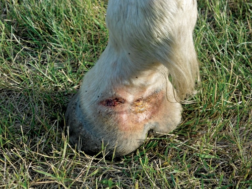 A pastern with a skin condition.