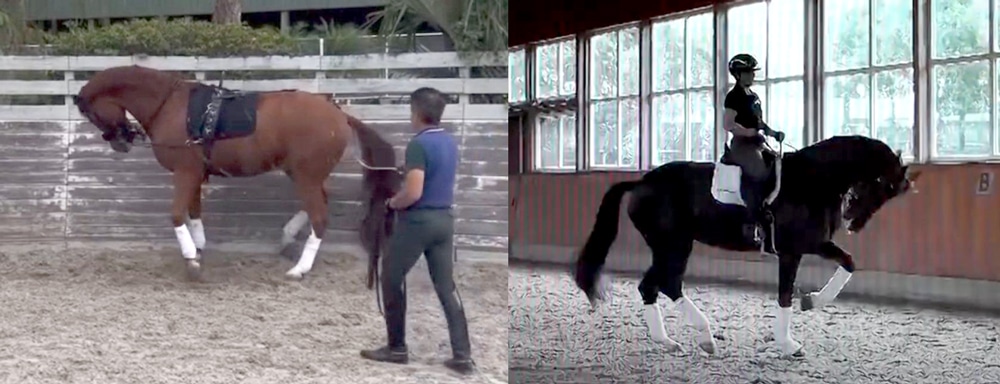 Two examples of a horse in hyperflexion.