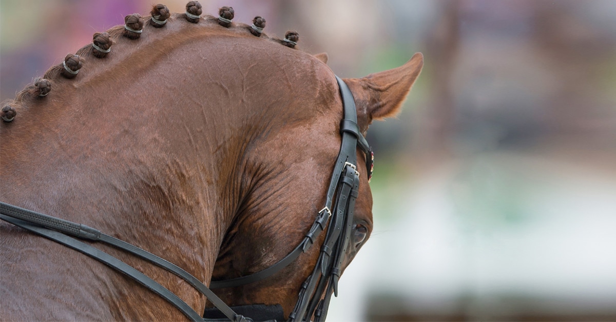 A chestnut dressage horse being ridden in hyperflexion.
