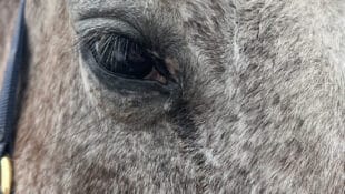 An older grey horse with a runny eye.