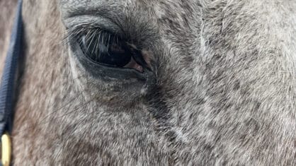 An older grey horse with a runny eye.