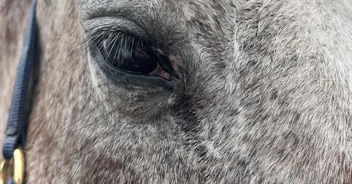An older grey horse with a runny eye.
