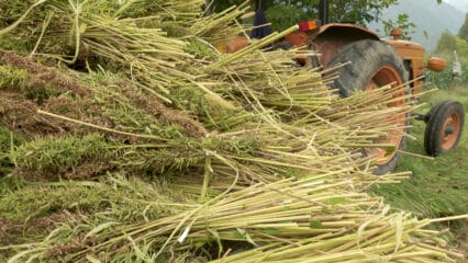 A tractor load of harvested hemp.