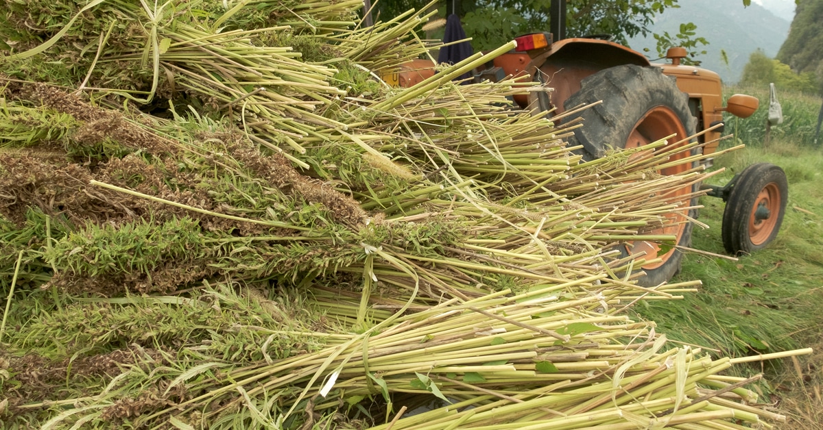 A tractor load of harvested hemp.
