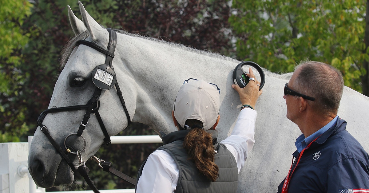 A vet checking a grey horse's microchip.