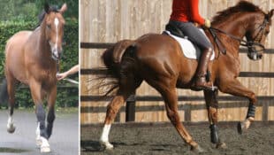 Two images of a horse being trotted out and ridden at the canter.