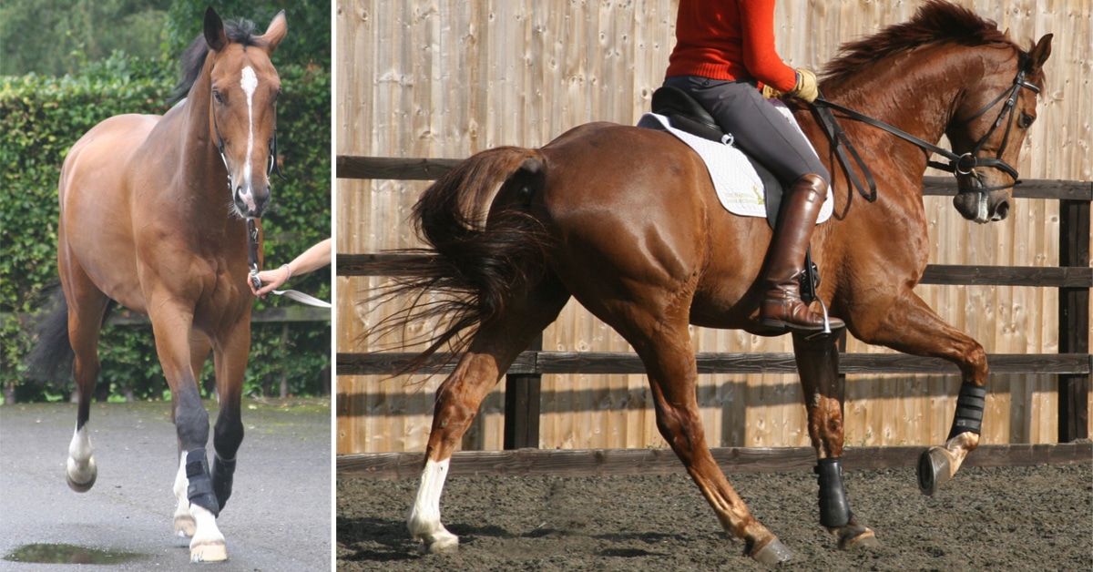 Two images of a horse being trotted out and ridden at the canter.