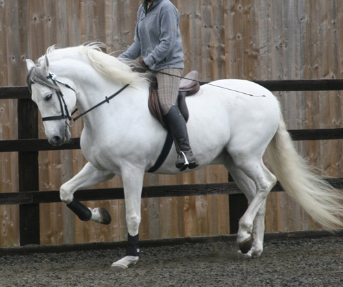 A grey Iberian horse performing a piaffe.