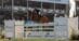 A woman riding a bay horse over a fence at Spruce Meadows.