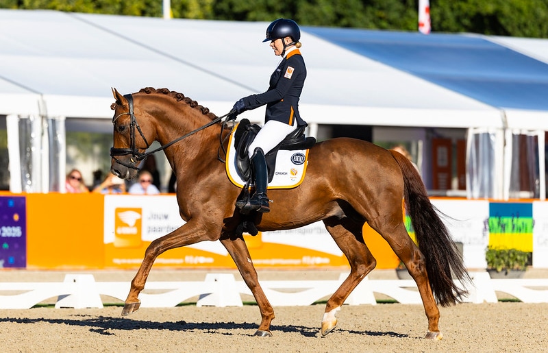 A para dressage rider on a chestnut horse.