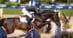 A woman on a dark bay horse jumping a fence at Traverse City.