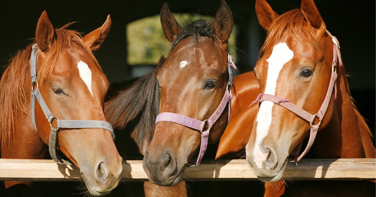 Three horses looking ove ra gate.